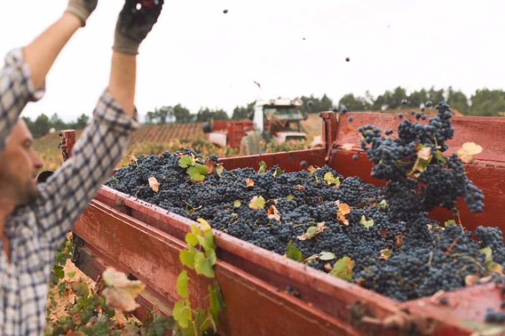  La D.O. Utiel-Requena recolecta 196 millones de kg de uva