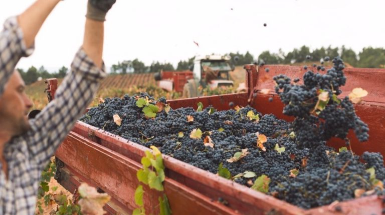 La D.O. Utiel-Requena recolecta 196 millones de kg de uva