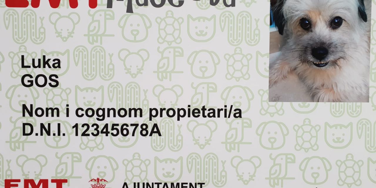  Los mascotas podrán acceder a los autobuses municipales