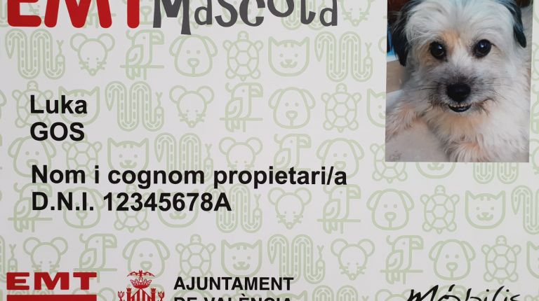 Los mascotas podrán acceder a los autobuses municipales