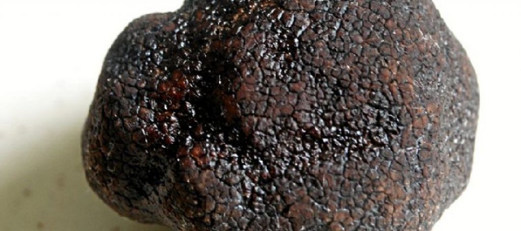  Andilla promociona la trufa negra de invierno en el concurso Gastrónomico Valenciano de la Trufa