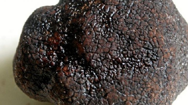 Andilla promociona la trufa negra de invierno en el concurso Gastrónomico Valenciano de la Trufa