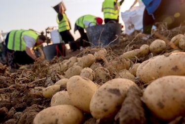 MERCADONA HA COMERCIALIZADO 184.800 TONELADAS DE PATATA NACIONAL ESTE AÑO, UN 35% MÁS