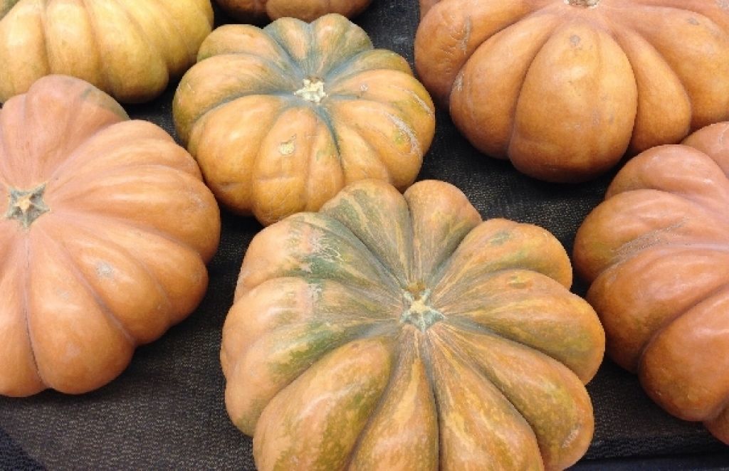  Concurso de Hortaliza Vilera con la calabaza como protagonista