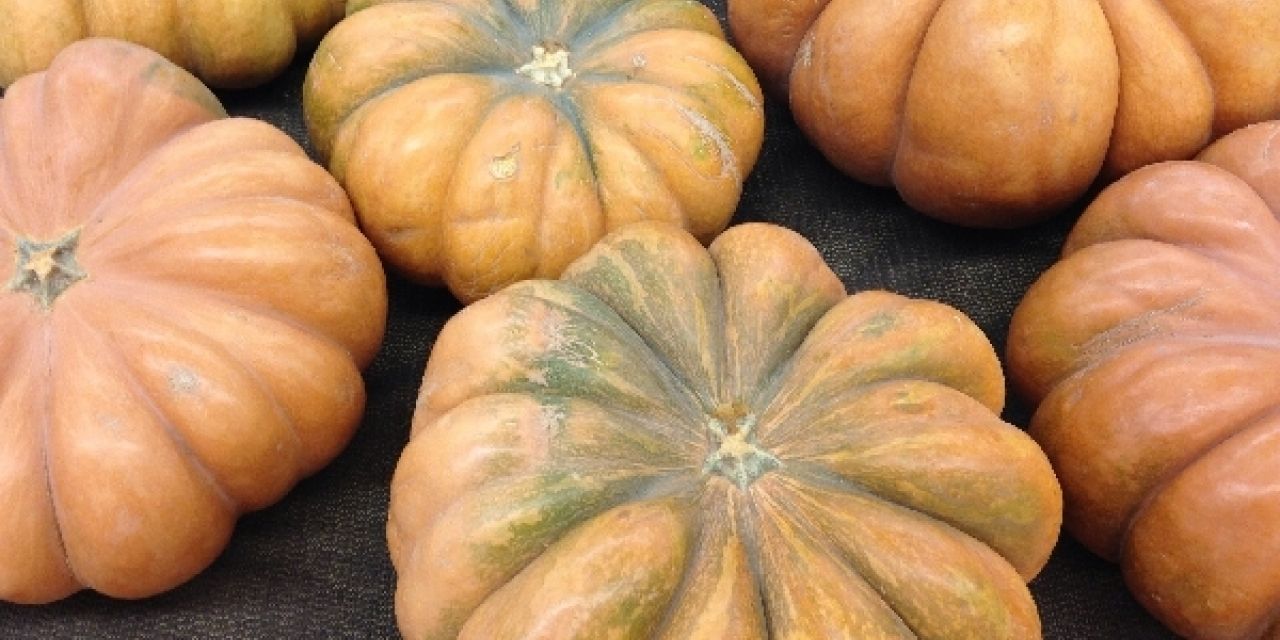  Concurso de Hortaliza Vilera con la calabaza como protagonista