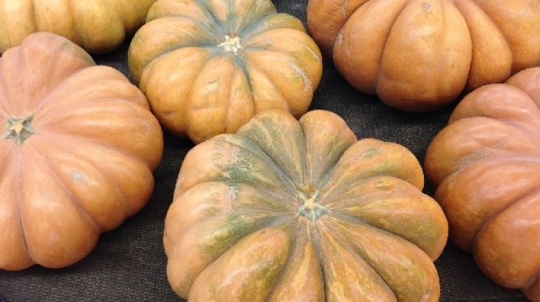 Concurso de Hortaliza Vilera con la calabaza como protagonista