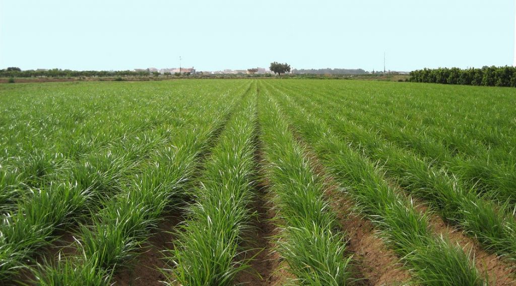  Se estudia el potencial de la chufa valenciana para la mejora y protección de la barrera intestinal 