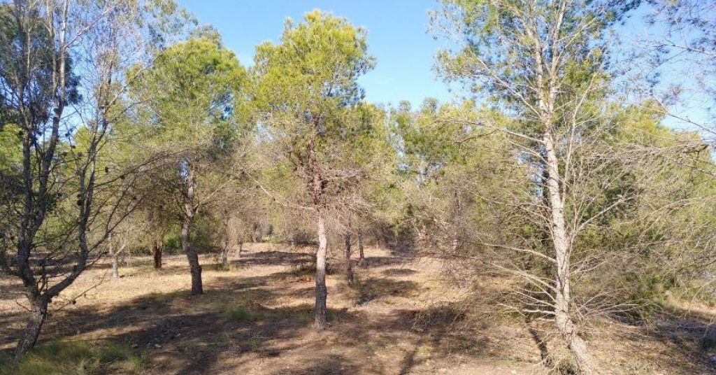  Santa Pola reforestará su Sierra y limpiará las zonas en mal estado