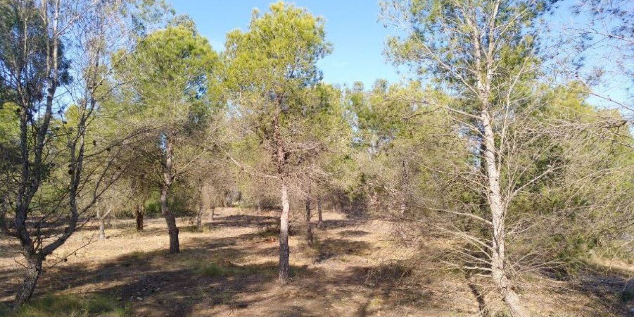  Santa Pola reforestará su Sierra y limpiará las zonas en mal estado