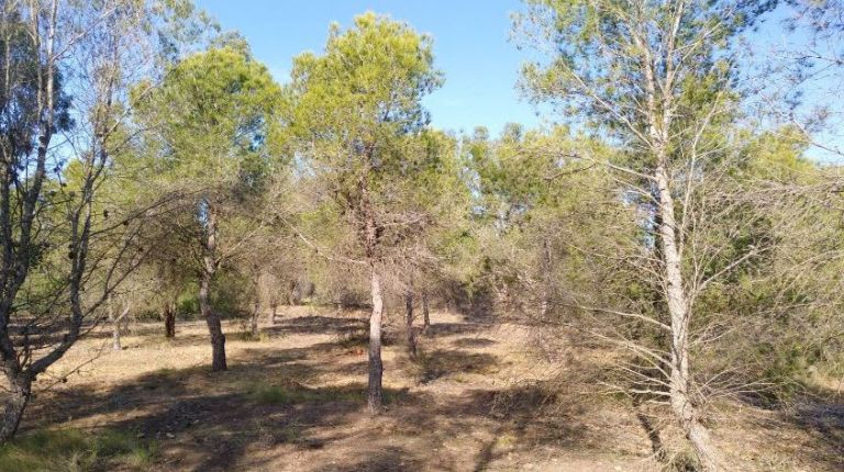 Santa Pola reforestará su Sierra y limpiará las zonas en mal estado