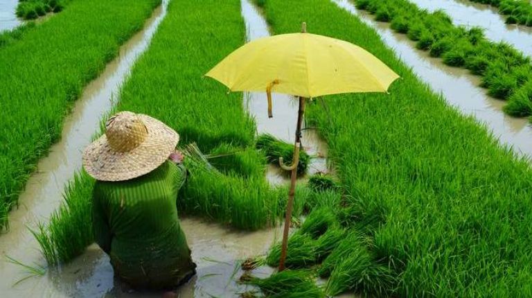 Hoy es el Día Mundial de la Alimentación